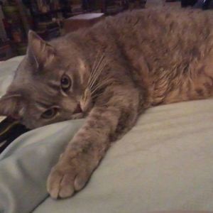 Meet your Posher, Holly